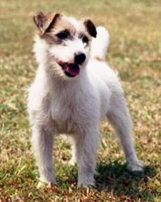 Jack Russell Terriers