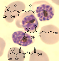 malaria parasite