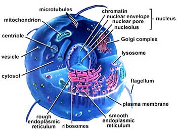 Complex Cell