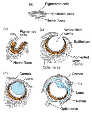 evolution eye