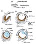 Evolution Eye