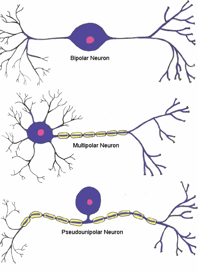 Neuron Types