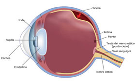 Retina visual images